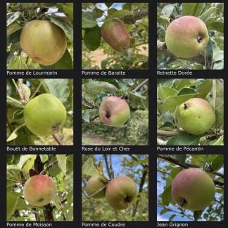 Quelques variétés de pommes du verger